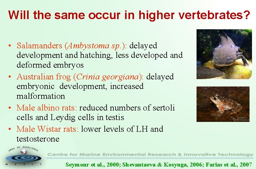 Will the same occur in higher vertebrates? • Salamanders (Ambystoma sp. ): delayed development
