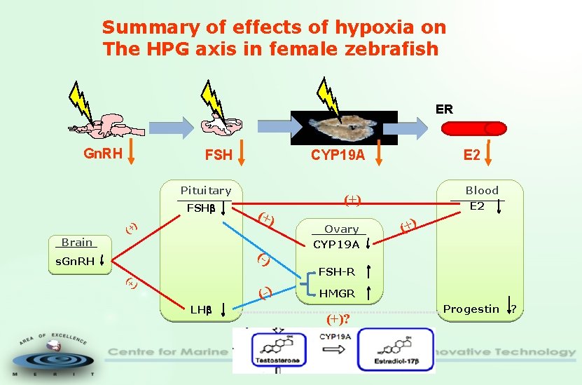 Summary of effects of hypoxia on The HPG axis in female zebrafish ER Gn.