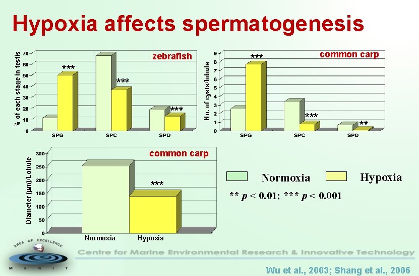 % of each stage in testis Hypoxia affects spermatogenesis *** *** No. of cysts/lobule