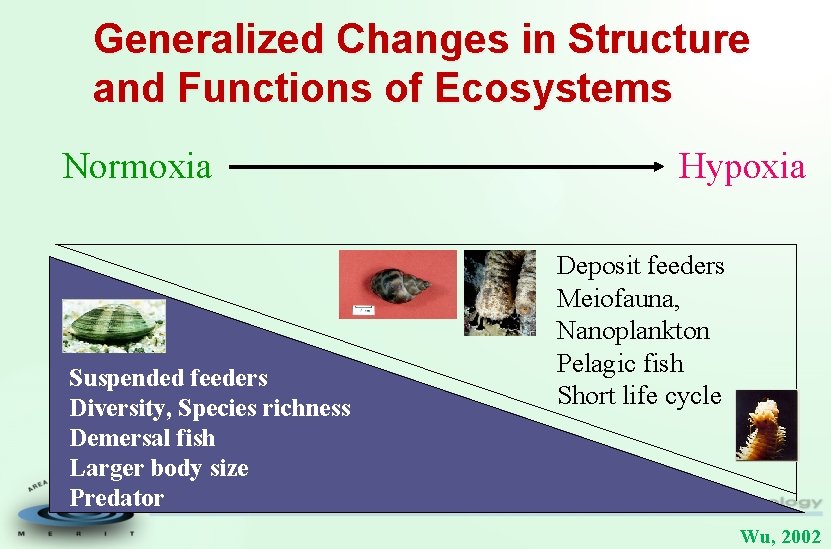 Generalized Changes in Structure and Functions of Ecosystems Normoxia Suspended feeders Diversity, Species richness