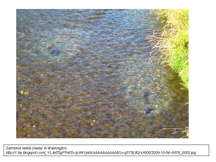 Salmonid redds (nests) in Washington http: //1. bp. blogspot. com/_YLJe. S 5 g. P