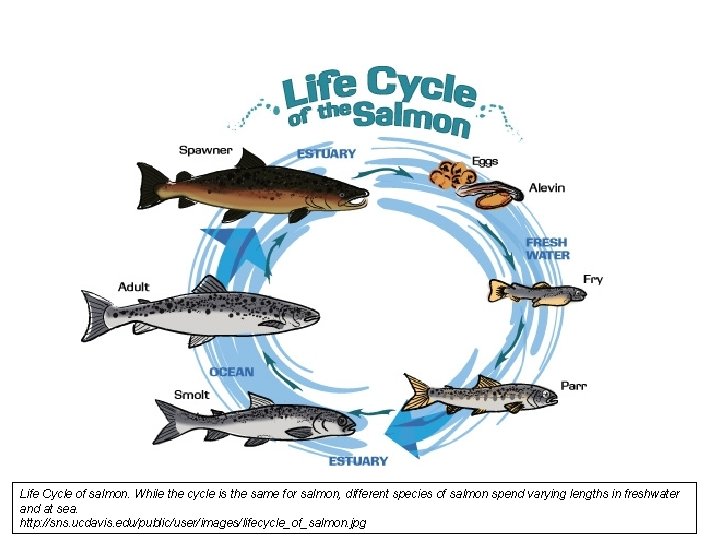 Life Cycle of salmon. While the cycle is the same for salmon, different species
