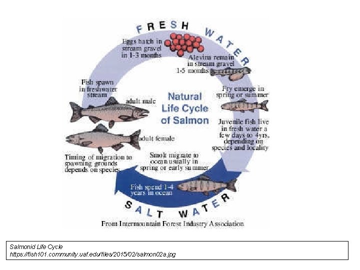 Salmonid Life Cycle https: //fish 101. community. uaf. edu/files/2015/02/salmon 02 a. jpg 