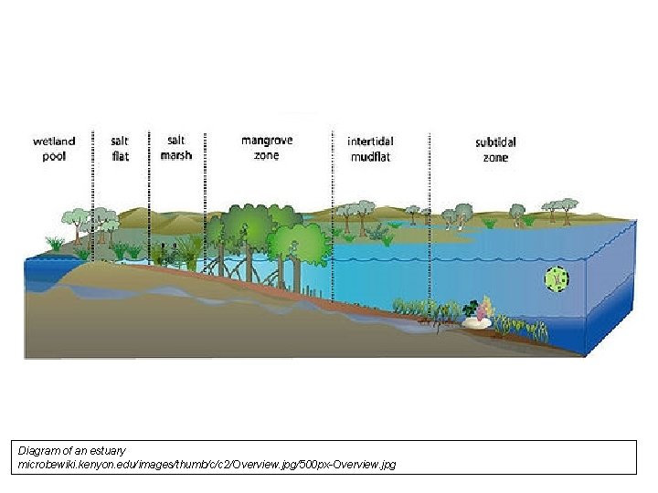 Diagram of an estuary microbewiki. kenyon. edu/images/thumb/c/c 2/Overview. jpg/500 px-Overview. jpg 