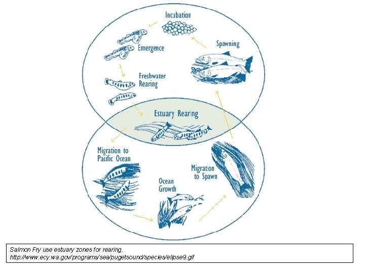 Salmon Fry use estuary zones for rearing. http: //www. ecy. wa. gov/programs/sea/pugetsound/species/elipse 9. gif