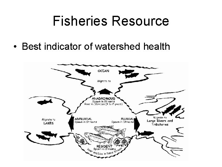 Fisheries Resource • Best indicator of watershed health 