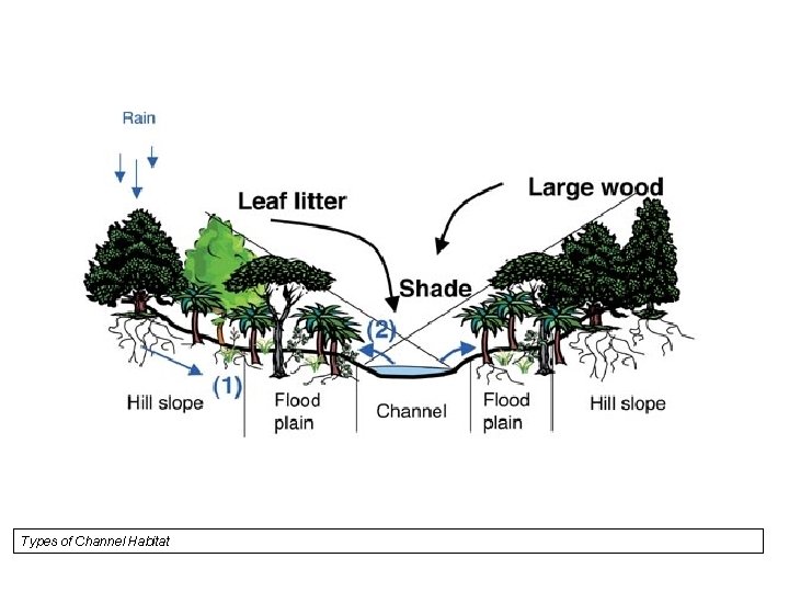 Types of Channel Habitat 