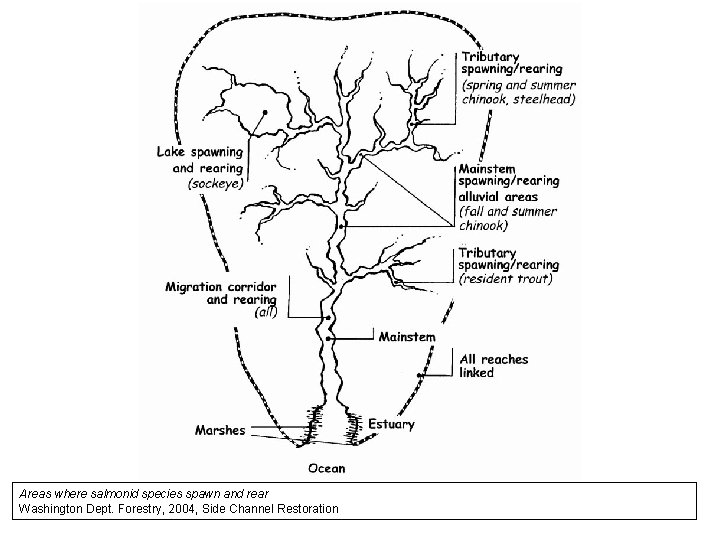 Areas where salmonid species spawn and rear Washington Dept. Forestry, 2004, Side Channel Restoration