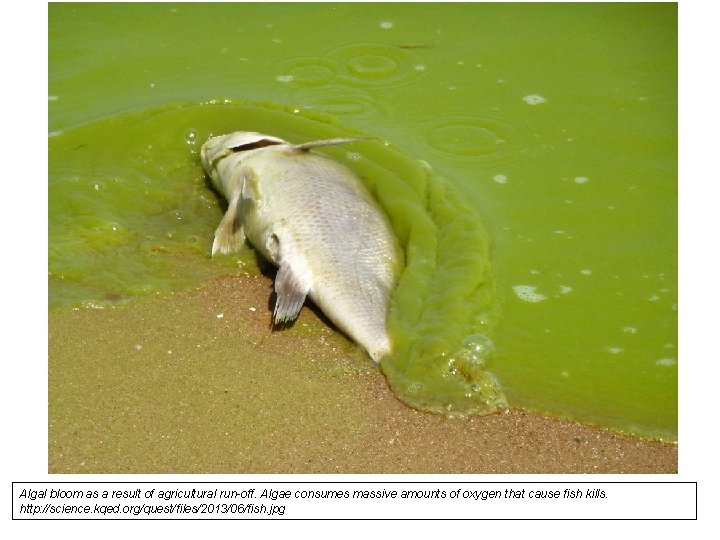 Algal bloom as a result of agricultural run-off. Algae consumes massive amounts of oxygen