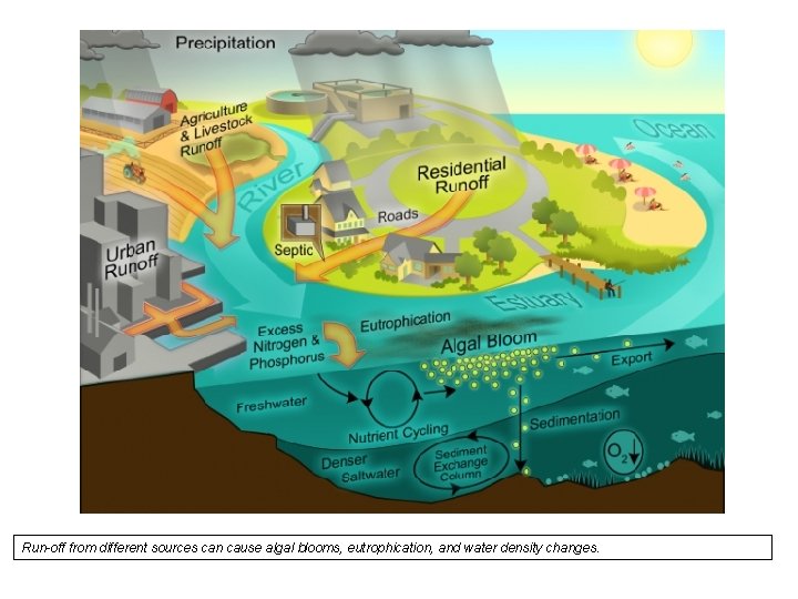 Run-off from different sources can cause algal blooms, eutrophication, and water density changes. 