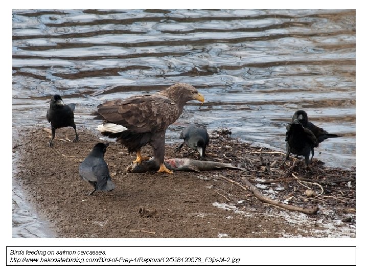 Birds feeding on salmon carcasses. http: //www. hakodatebirding. com/Bird-of-Prey-1/Raptors/12/528120578_F 3 jix-M-2. jpg 