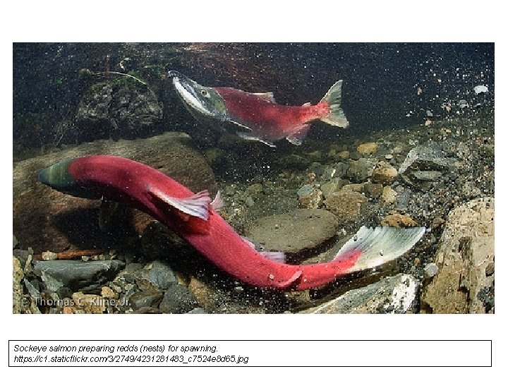 Sockeye salmon preparing redds (nests) for spawning. https: //c 1. staticflickr. com/3/2749/4231281483_c 7524 e