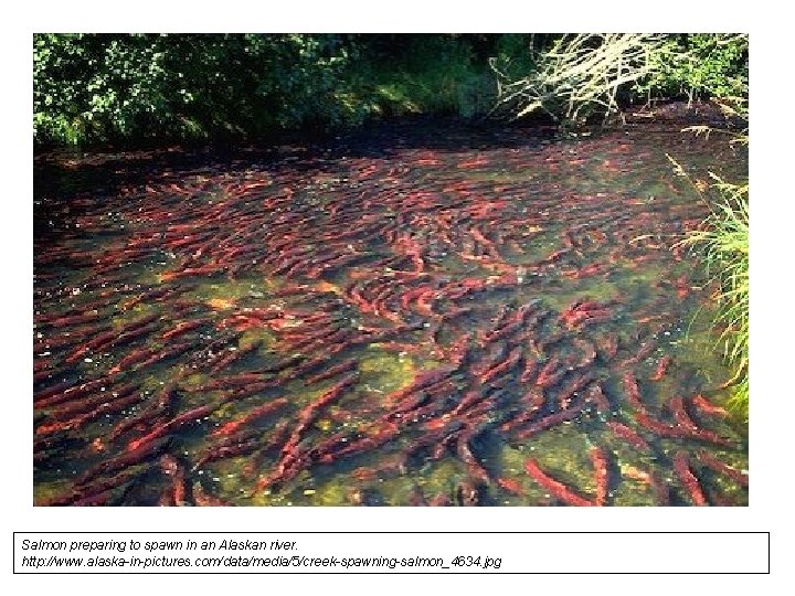 Salmon preparing to spawn in an Alaskan river. http: //www. alaska-in-pictures. com/data/media/5/creek-spawning-salmon_4634. jpg 