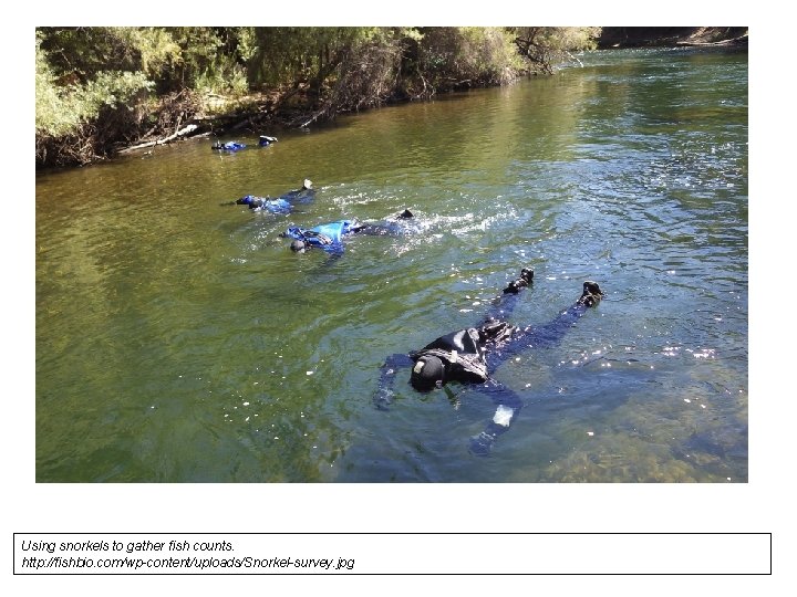 Using snorkels to gather fish counts. http: //fishbio. com/wp-content/uploads/Snorkel-survey. jpg 