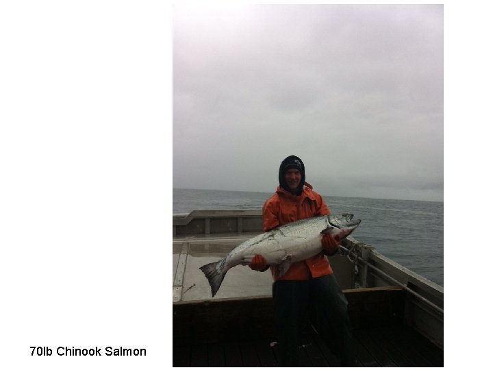 70 lb Chinook Salmon 