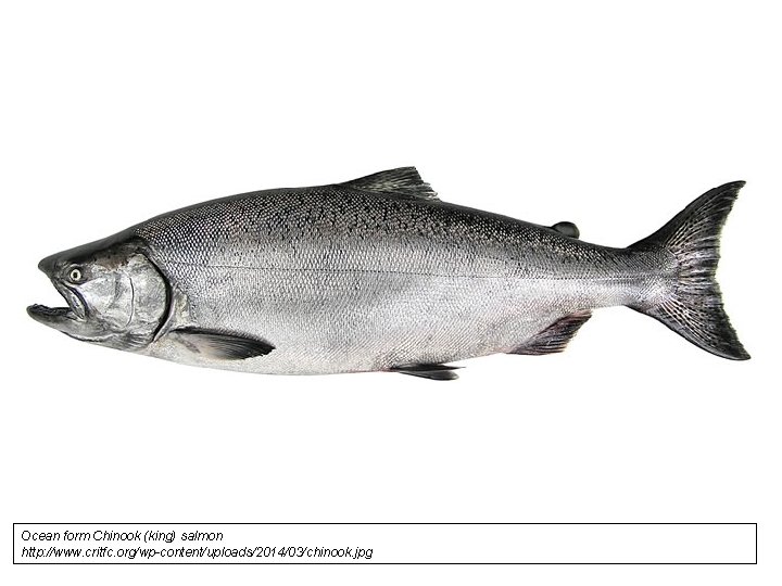 Ocean form Chinook (king) salmon http: //www. critfc. org/wp-content/uploads/2014/03/chinook. jpg 