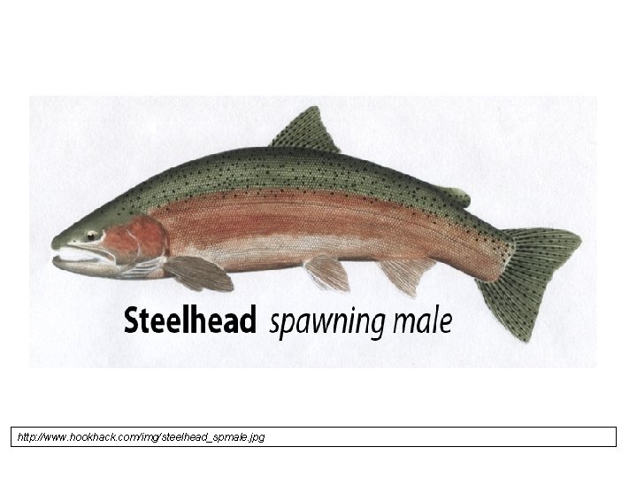 http: //www. hookhack. com/img/steelhead_spmale. jpg 