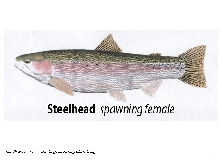 http: //www. hookhack. com/img/steelhead_spfemale. jpg 