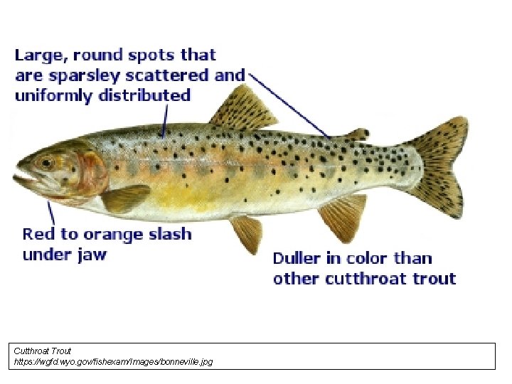 Cutthroat Trout https: //wgfd. wyo. gov/fishexam/Images/bonneville. jpg 