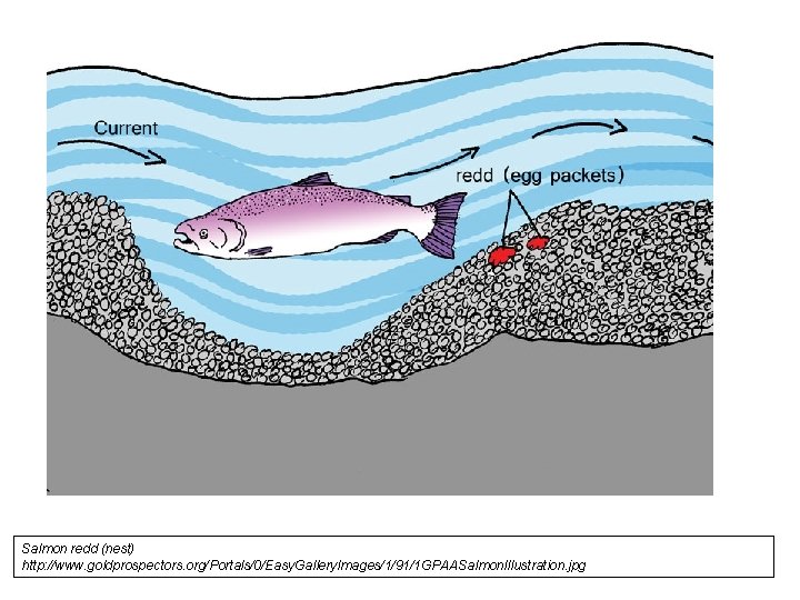 Salmon redd (nest) http: //www. goldprospectors. org/Portals/0/Easy. Gallery. Images/1/91/1 GPAASalmon. Illustration. jpg 