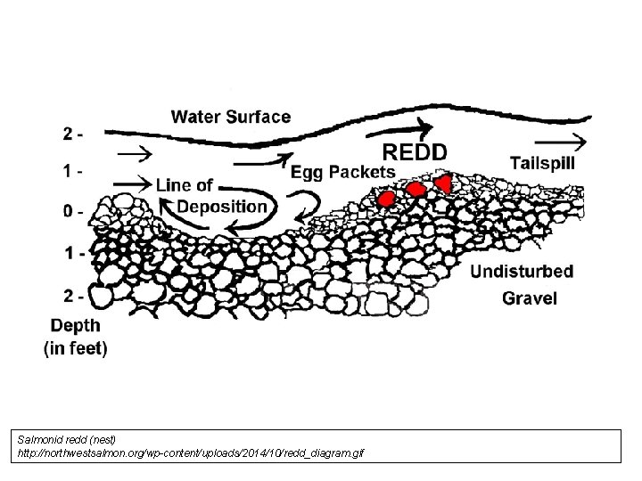 Salmonid redd (nest) http: //northwestsalmon. org/wp-content/uploads/2014/10/redd_diagram. gif 