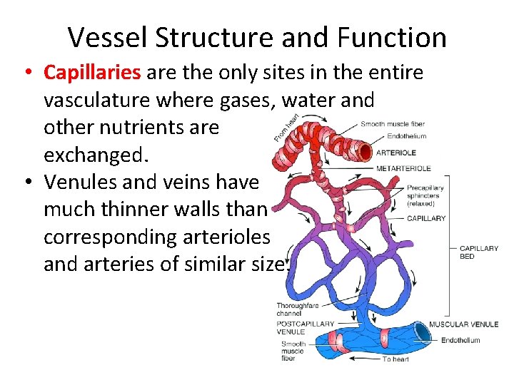 Vessel Structure and Function • Capillaries are the only sites in the entire vasculature