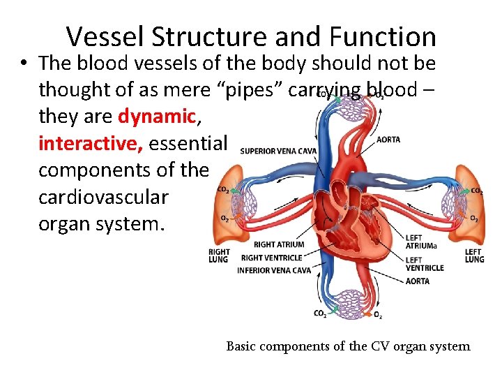 Vessel Structure and Function • The blood vessels of the body should not be