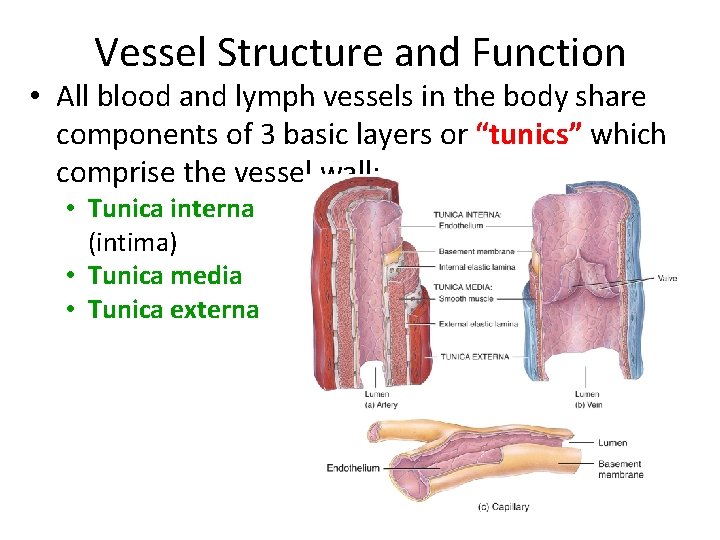 Vessel Structure and Function • All blood and lymph vessels in the body share