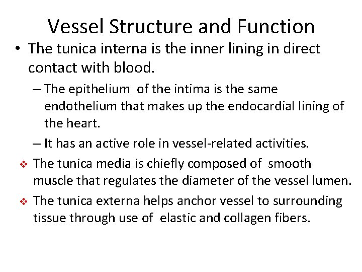 Vessel Structure and Function • The tunica interna is the inner lining in direct