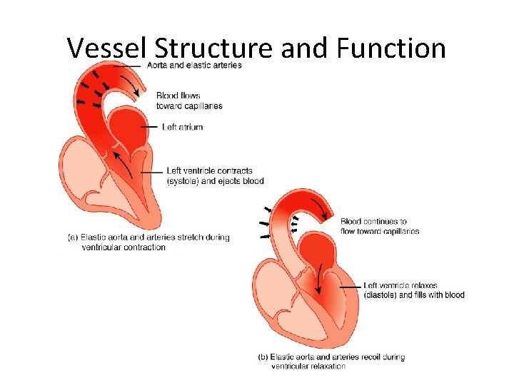 Vessel Structure and Function 