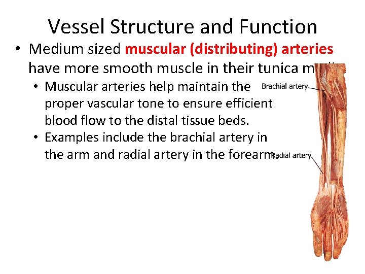 Vessel Structure and Function • Medium sized muscular (distributing) arteries have more smooth muscle