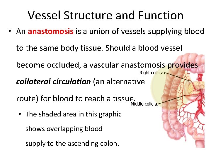 Vessel Structure and Function • An anastomosis is a union of vessels supplying blood