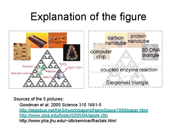 Explanation of the figure Sources of the 5 pictures: Goodman et al. 2005 Science