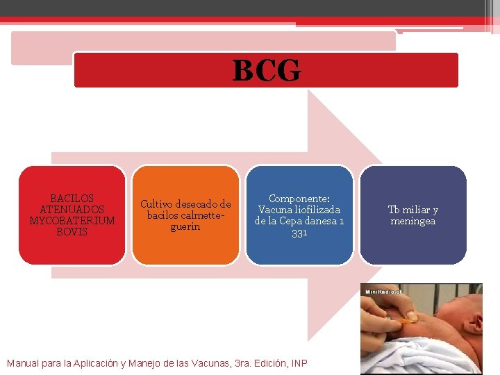 BCG BACILOS ATENUADOS MYCOBATERIUM BOVIS Cultivo desecado de bacilos calmetteguerin Componente: Vacuna liofilizada de