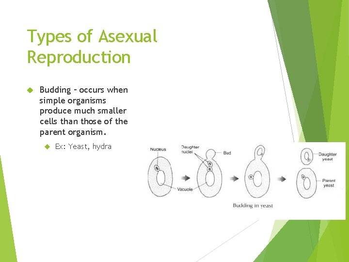 Types of Asexual Reproduction Budding – occurs when simple organisms produce much smaller cells