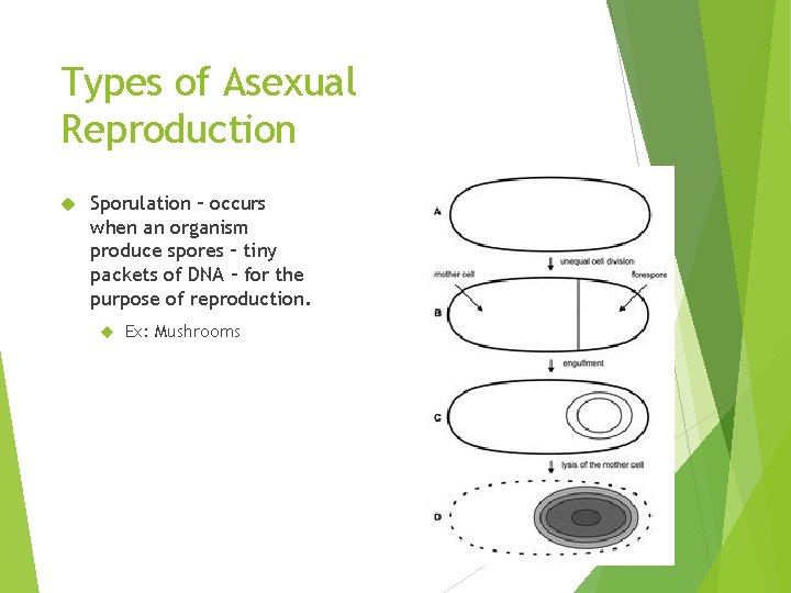 Types of Asexual Reproduction Sporulation – occurs when an organism produce spores – tiny
