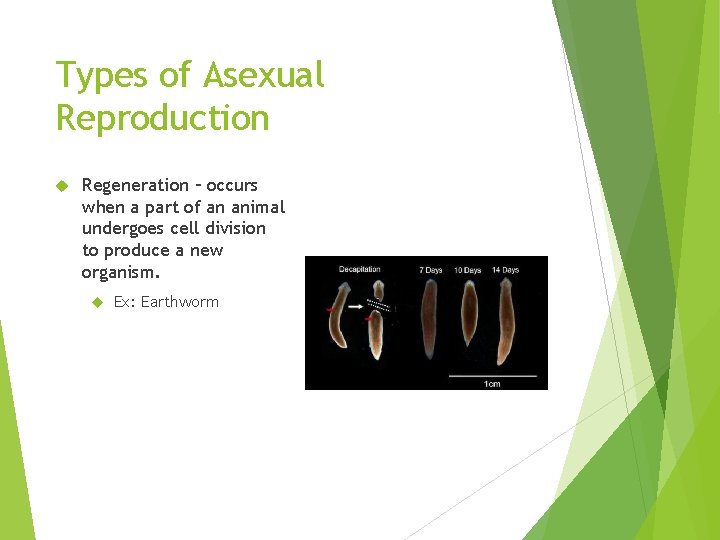 Types of Asexual Reproduction Regeneration – occurs when a part of an animal undergoes