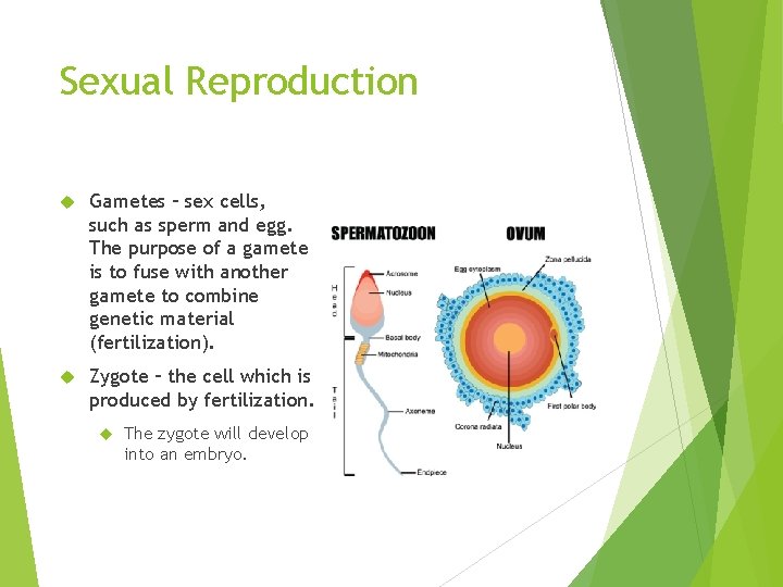 Sexual Reproduction Gametes – sex cells, such as sperm and egg. The purpose of