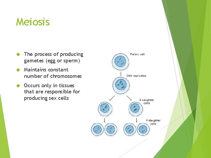 Meiosis The process of producing gametes (egg or sperm) Maintains constant number of chromosomes