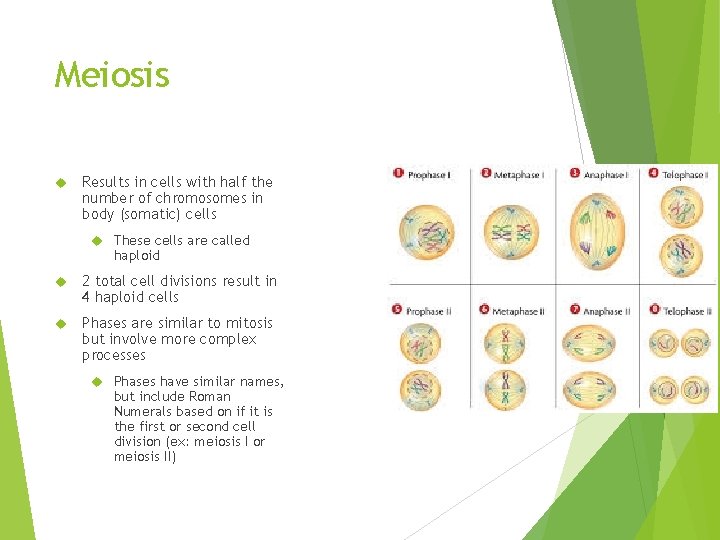 Meiosis Results in cells with half the number of chromosomes in body (somatic) cells