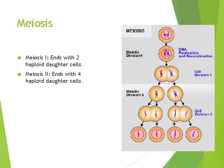 Meiosis I: Ends with 2 haploid daughter cells Meiosis II: Ends with 4 haploid