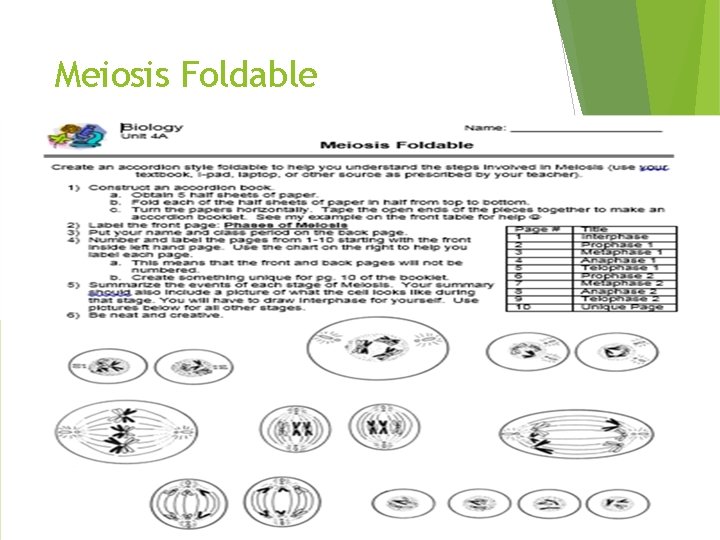 Meiosis Foldable 