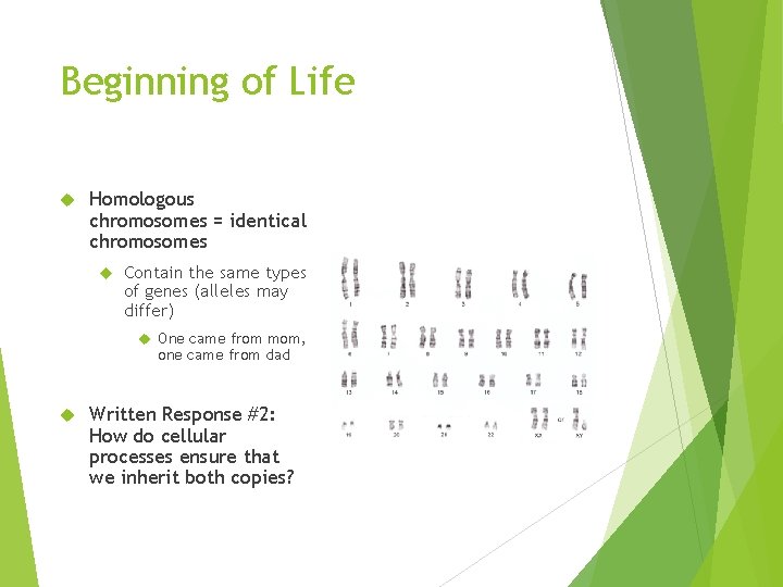 Beginning of Life Homologous chromosomes = identical chromosomes Contain the same types of genes Beginning of Life Homologous chromosomes = identical chromosomes Contain the same types of genes