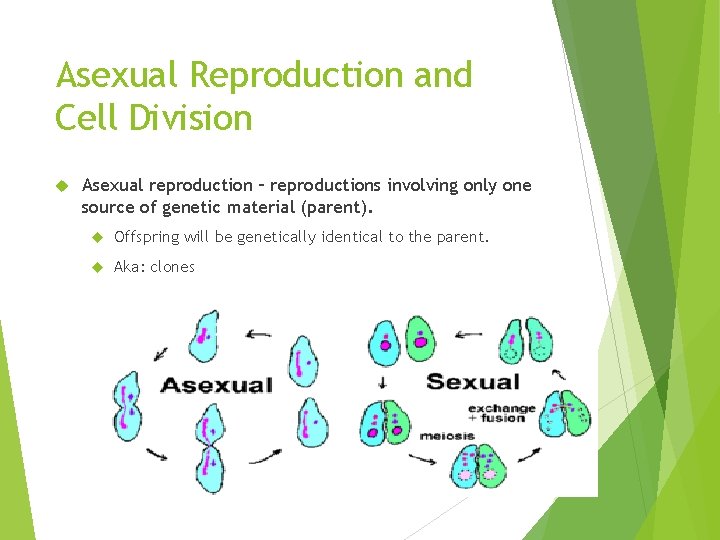 Asexual Reproduction and Cell Division Asexual reproduction – reproductions involving only one source of