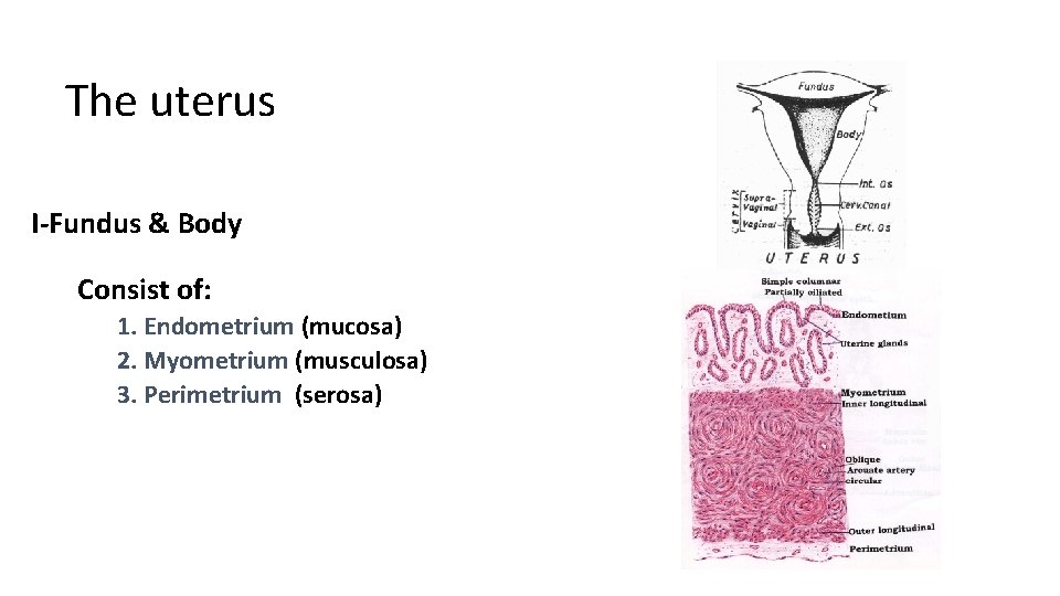 The uterus I-Fundus & Body Consist of: 1. Endometrium (mucosa) 2. Myometrium (musculosa) 3.
