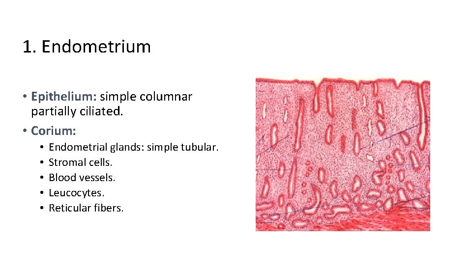 1. Endometrium • Epithelium: simple columnar partially ciliated. • Corium: • • • Endometrial