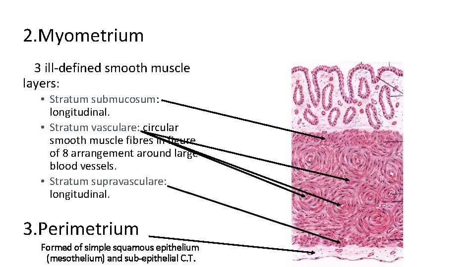 2. Myometrium 3 ill-defined smooth muscle layers: • Stratum submucosum: longitudinal. • Stratum vasculare: