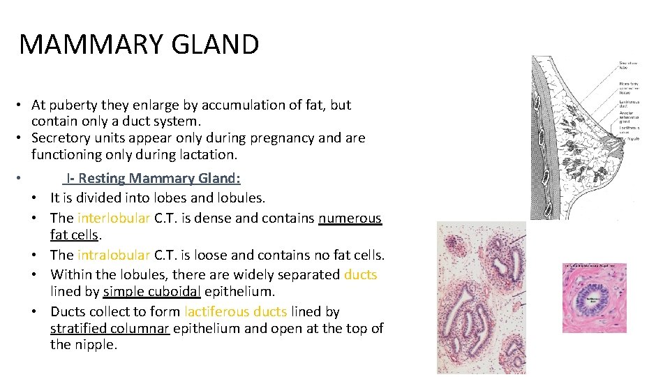 MAMMARY GLAND • At puberty they enlarge by accumulation of fat, but contain only