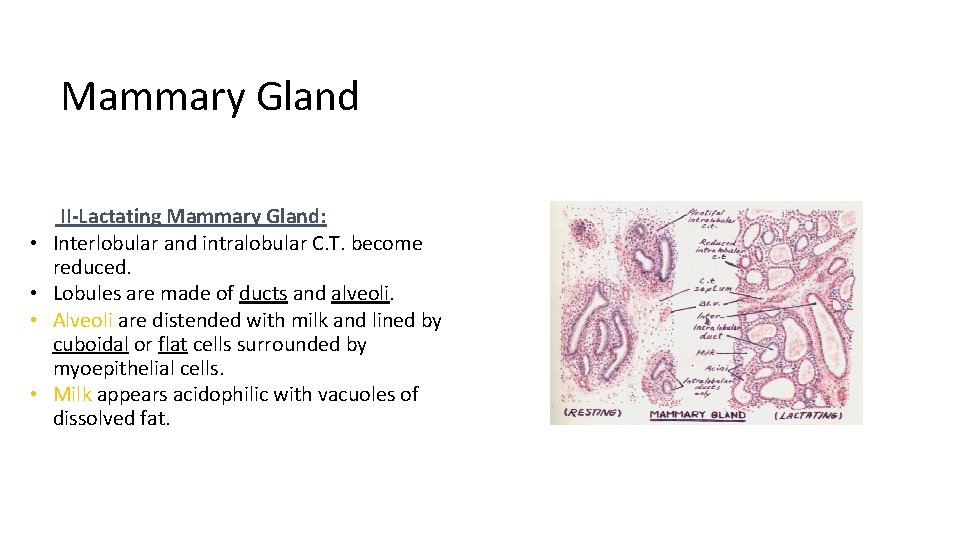 Mammary Gland • • II-Lactating Mammary Gland: Interlobular and intralobular C. T. become reduced.