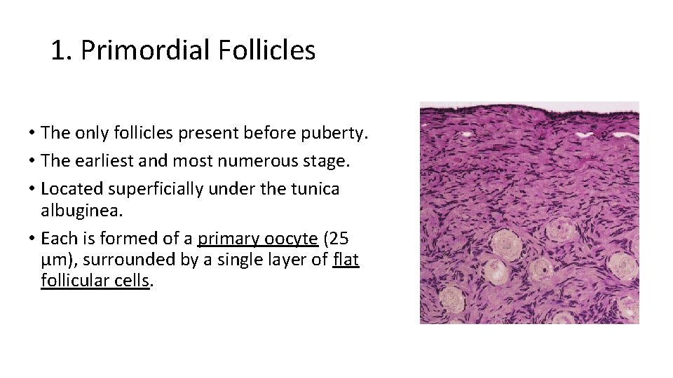 1. Primordial Follicles • The only follicles present before puberty. • The earliest and